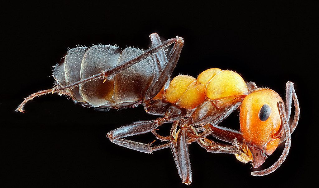 Ant Control service in Kingsport, TN