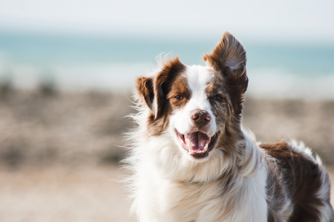 Flea & Tick Control service in Kingsport, TN