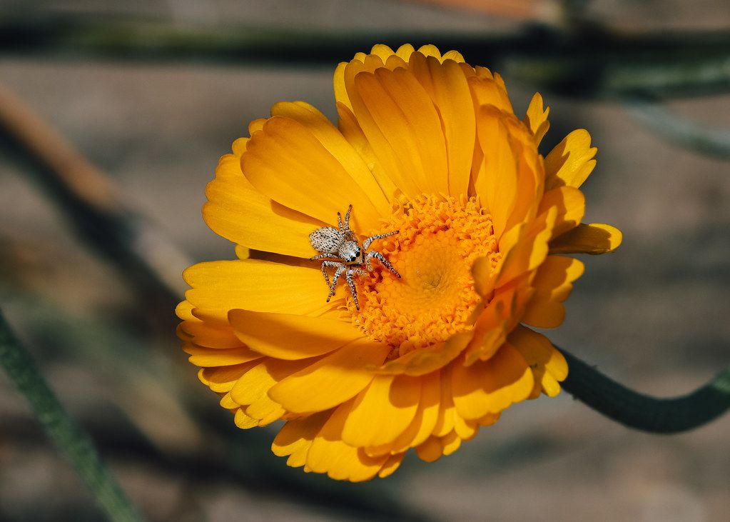 Spider Control service in Kingsport, TN